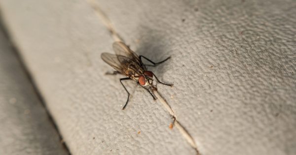 Oterajte Dosadne Muve Iz Stana Samo Jednom Namirnicom Imate Je Ve U