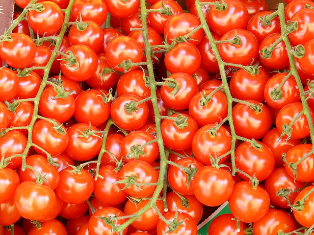 Baštovanska tajna: Pored paradajza posadite 3 struka ove biljke, rađaće kao nikada pre