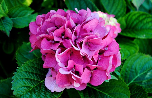 Magični trik kojim možete promeniti boju hortenzije: Jedne godine će cvetati roze, a već sledeće plave