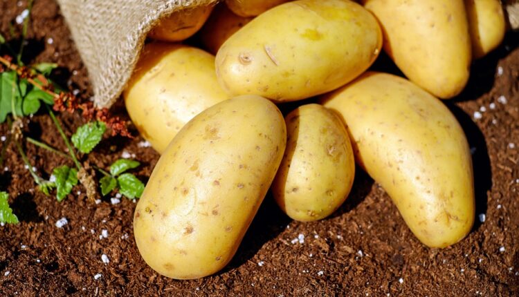 Najveća štetočina koja napada krompir: Ovaj prirodni sastojak ukloniće zlatice iz bašte