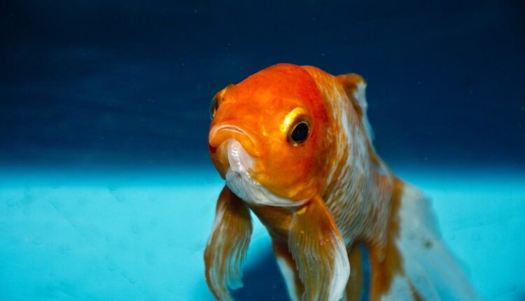Ajnštajnovu zagonetku o zlatnoj ribici može da reši svega 2% ljudi, da li ste među njima?