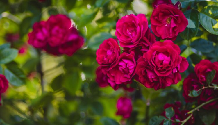 Da li želite bujne ruže tokom cele sezone? Ovaj jednostavan trik će naprosto transformisati vaš vrt!