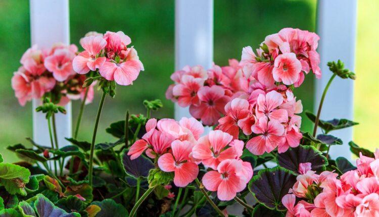 Jeftin rastvor uz koji će baštensko cveće bujati kao iz vode: Odličan i za održavanje sobnih biljaka