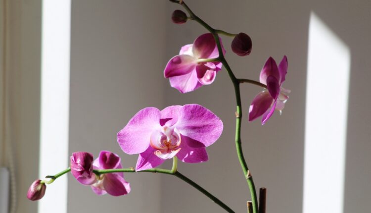 1 grešku mnogi prave kada zalivaju orhideje: Ovo je jedini ispravan način, bujaće tokom cele godine