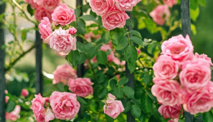 Besplatan trik ubrzaće raskošno cvetanje ruža tokom cele sezone