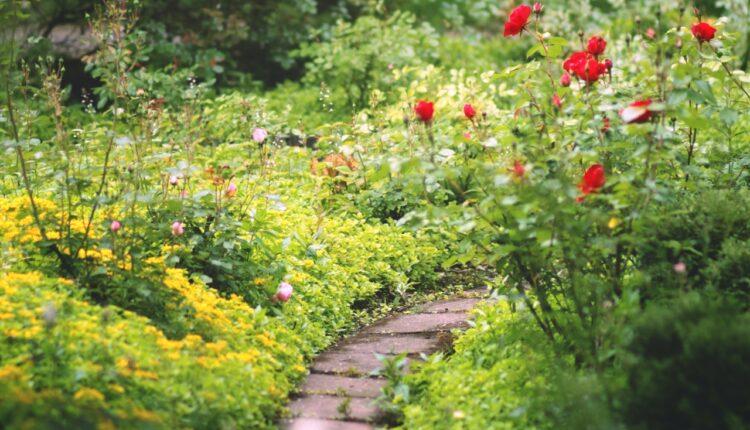 Cinija je najkorisniji cvet za baštu: Evo zašto je dobro posaditi baš ovu biljku