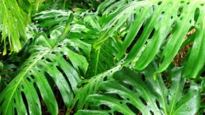 monstera