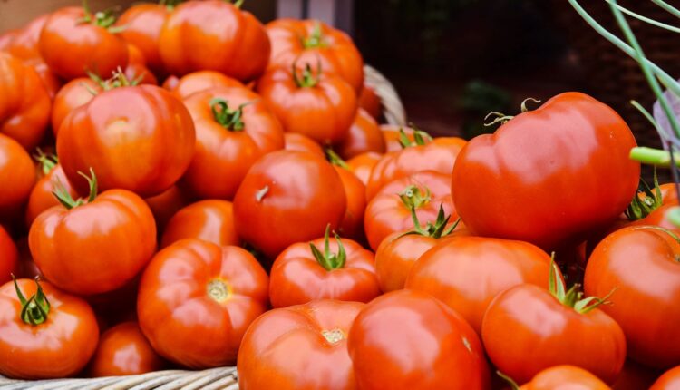 Najbolja prihrana za paradajz: Dobićete duplo veći rod, a neće vas koštati ni dinara