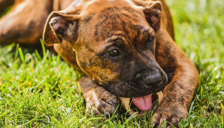 Zašto psi jedu travu? Evo kada bi vlasnici trebalo da se zabrinu