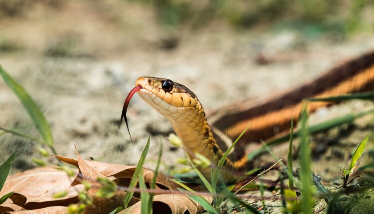 Svako dvorište ima svoje “zmijske rupe”, evo kako da ih otkrijete i prepoznate