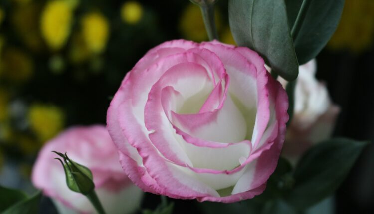Ovo je cvet koji svaka mlada žena želi u svojoj ruci! Simbol je romantičnih želja i harizme u svakoj kući
