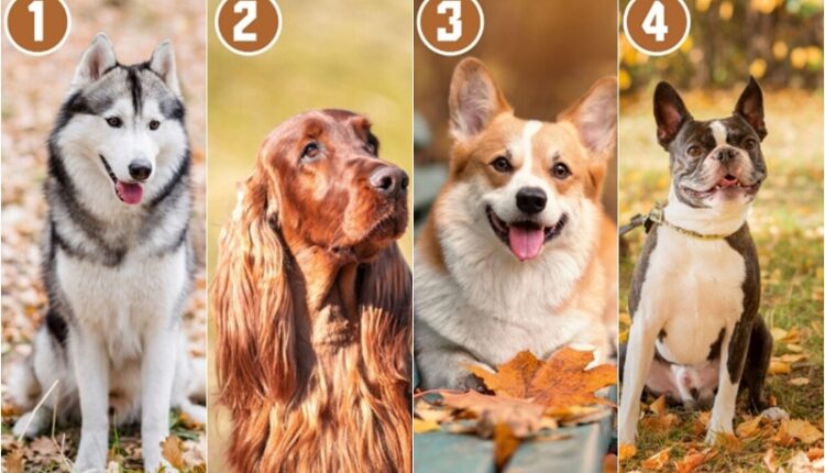 Koji pas sa slike vam se najviše dopada? Ovaj test će vam reći mnogo o tome kakva ste osoba