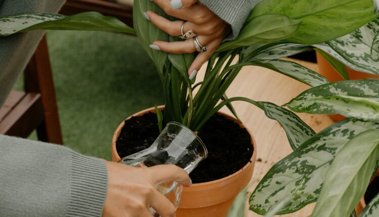 Česmovača nije dobra za biljke: Evo čime smete, a čime nemojte nipošto zalivati cveće
