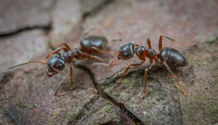 Napravite smesu od ova dva sastojka, mravi i komarci će vaš dom zaobilaziti u širokom luku