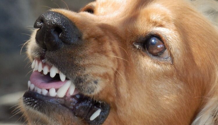 Gotovo neprimetan, ali siguran znak opasnog psa: Javlja se pre nego što zareži i pokaže zube